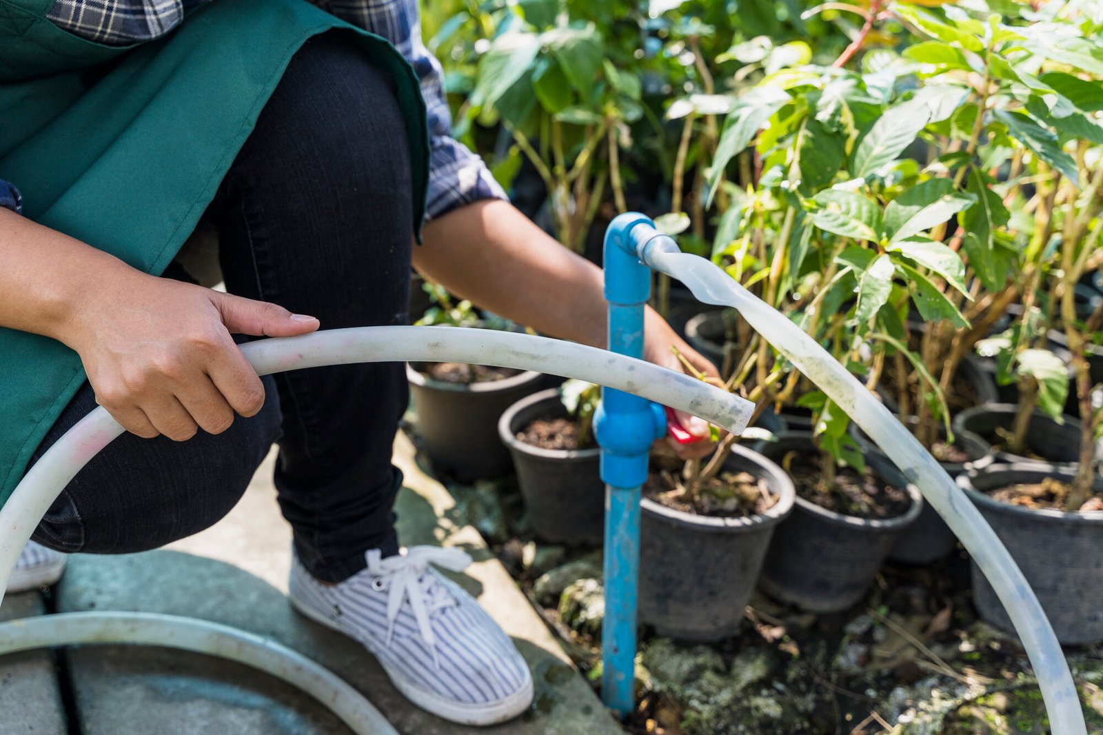 Person in a green vest and plaid shirt handling a blue irrigation pipe among potted plants in a garden area, kneeling and working with hoses.